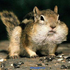 Meet your Posher, Brooklynn